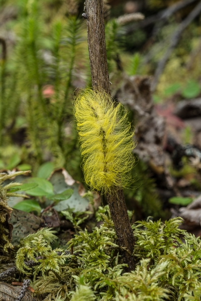 Photo of Acronicta vulpina by Bryan Kelly-McArthur